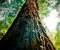 Redwood Extreme