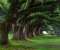 Old Trees