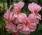 Pink Flowers By Sanket
