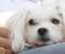 White puppy