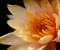 July Birth Flower