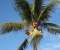Palmtree