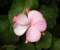Pinkish By Sanket