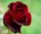 A red rose for you