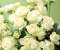 White young flowers