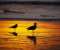 Seagulls At Dawn