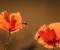 Red Poppy & Summer Sunshine