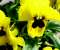 Flowerbybeska2
