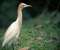 White Heron