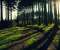 Sunset into the forest
