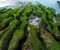 Lao May in East-Northern Coast Taiwan