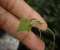 Leaf Between Fingers