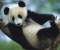 Panda Bear