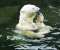 Polar Bears