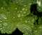 Burdock Leaf