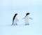 Lonely Penguins