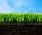 Fresh Grass