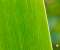 Windows 8 Green