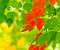 Autumn Bloom
