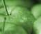 Green Apples
