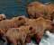 Bears