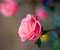 Wild pink rose