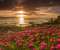 Flowers & Sunrise