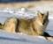 Winter Fox