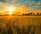 Gold Sunset