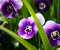 Purple Flowers