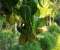 Jackfruit
