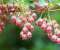 Mac Os X Red Bells