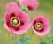 Mac Os X Poppy