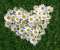 Flower Heart