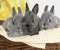 Rabbits