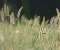 Mac Os X Bristle Grass