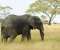 Mac Os X Elephant