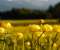Yellow peony flower