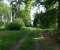 Summer Forest 3