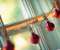 Red Christmas Globes