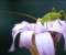 Flower & Insect
