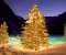 Christmas Trees In The Wild