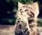Kitty