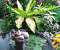 My Garden