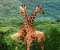 Giraffe Friends