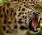 Leopard defense