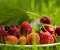 Raspberry