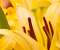 Oriental Lilies