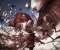 Vindictus