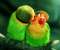 Parrots